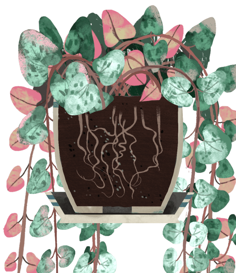 String of Hearts Plant Care Guide